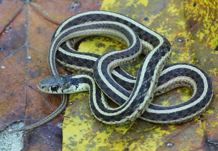 Eastern Garter Snake